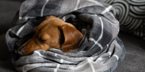 A dog, a mini-dachshund, cozied up inside a gray blanket, snug an warm.
